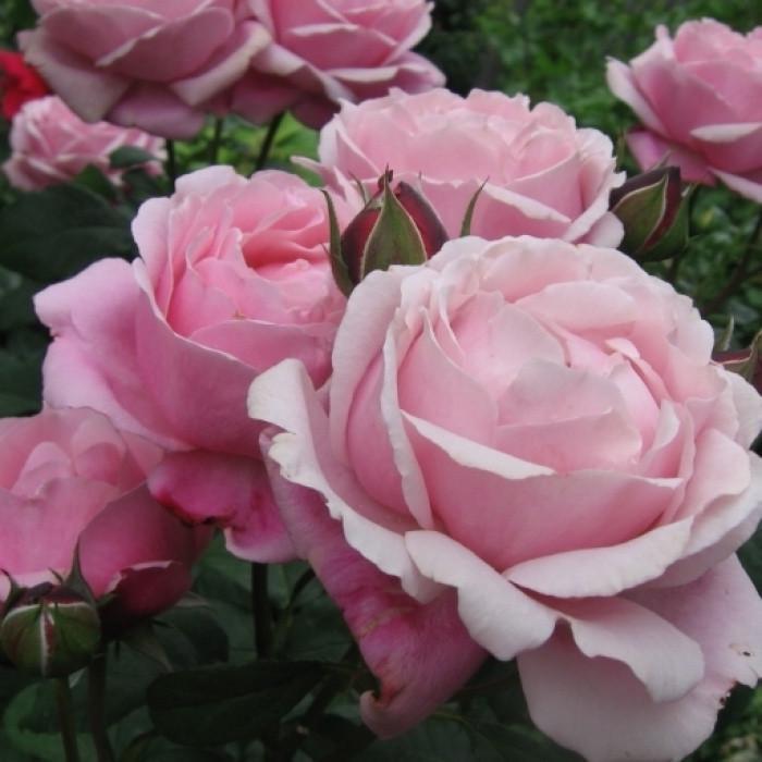 Роза Dieter Muller Шраб (2669460566)