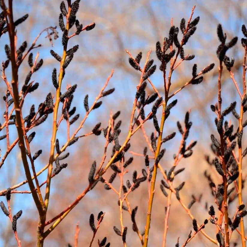Саженцы верба Ра. Salix gracilistyla Melanostachys в горшке 2 л Саженцы верба Ра. Salix gracilistyla Melanostachys в горшке 2 л