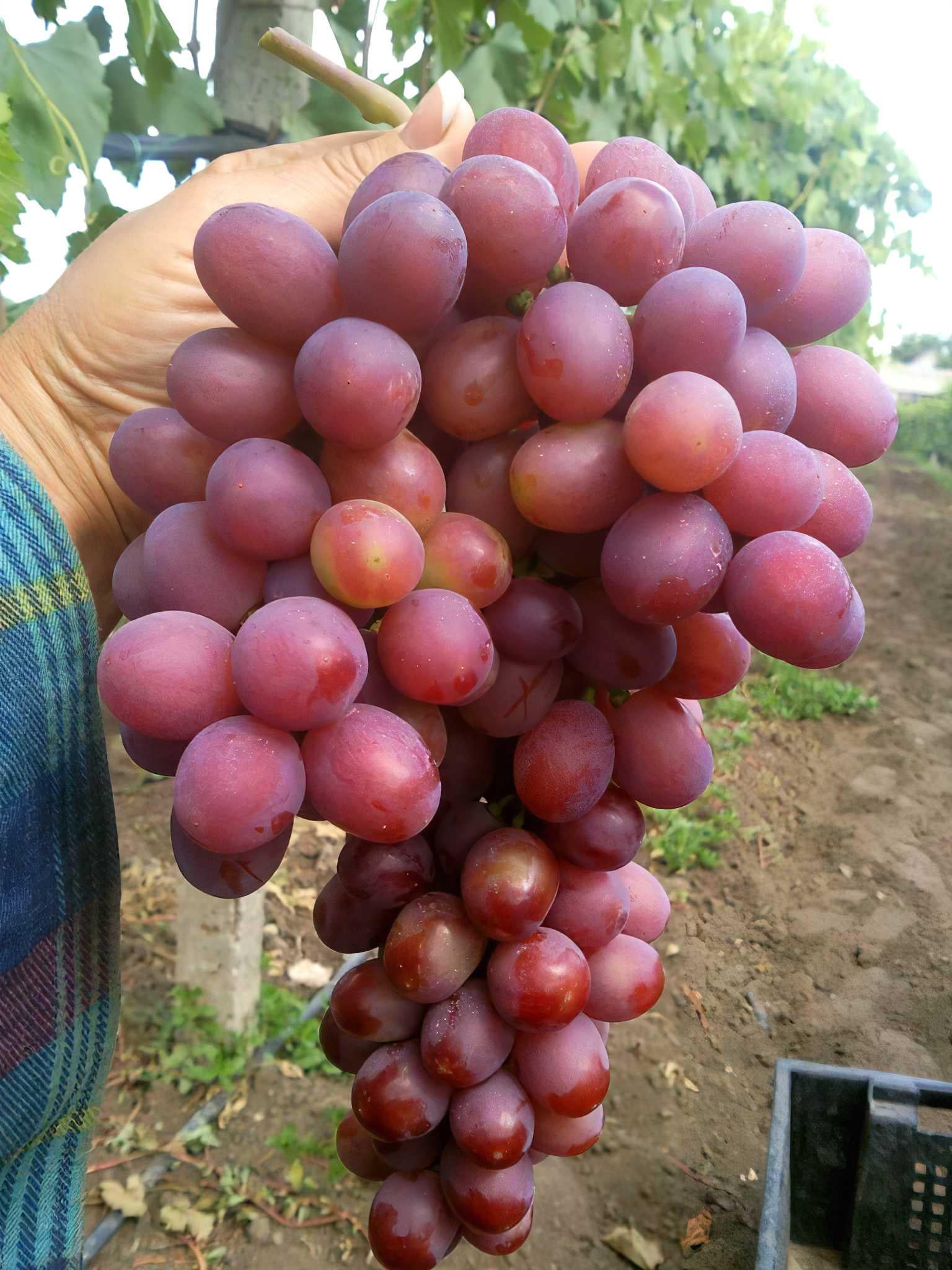 Саженец Виноград Гурман Ранний 1 шт. (38290362)