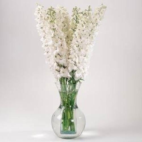 Семена цветов Дельфиниум высокий GUARDIAN F1 WHITE (BN04164-2)