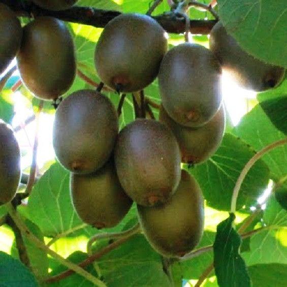 Саженец киви Бруно ранний двудомный морозостойкий (610714661) - фото 4 Саженец киви Бруно ранний двудомный морозостойкий (610714661) - фото 4