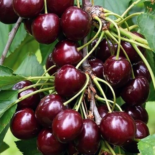 Саджанець Вишня кущова Кармін Джуел 1 саджанець в упаковці (48859)