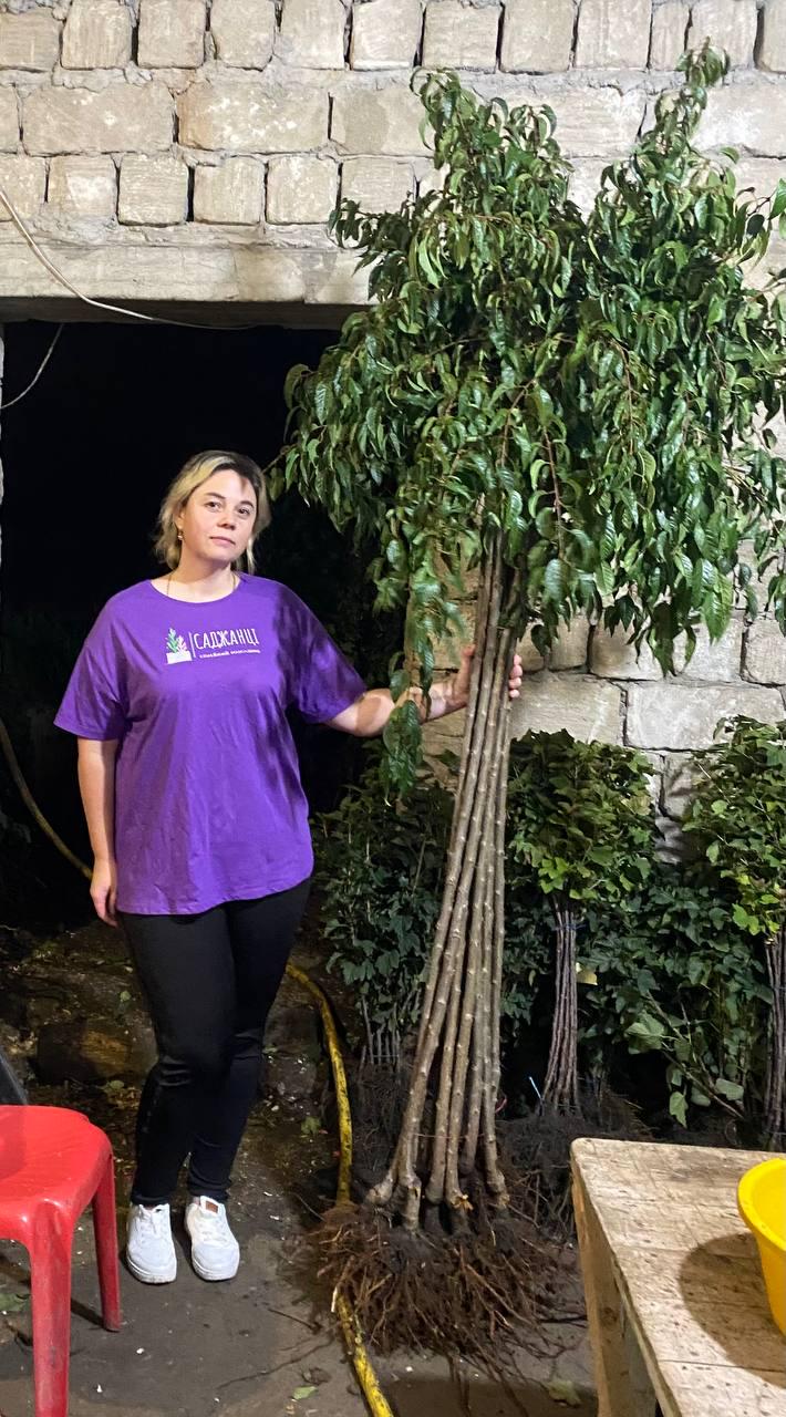 Сакура Роял Бургунди на штамбе (12513497) - фото 2 Сакура Роял Бургунди на штамбе (12513497) - фото 2