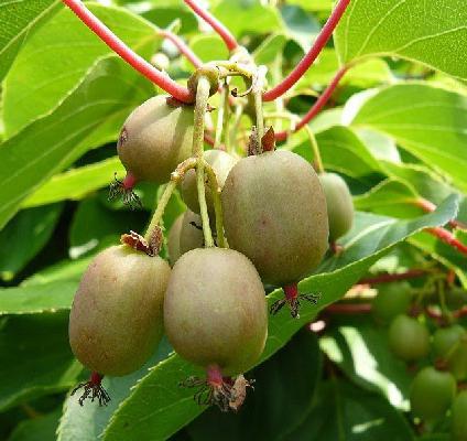 Саджанець актинідії Self-fertile самоплідна морозостійка Р9 (640048583) - фото 2