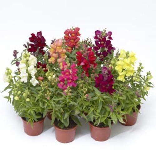Семена цветов Syngenta Львиный зев Snaptini Mix 100 шт. (BN08396-3)
