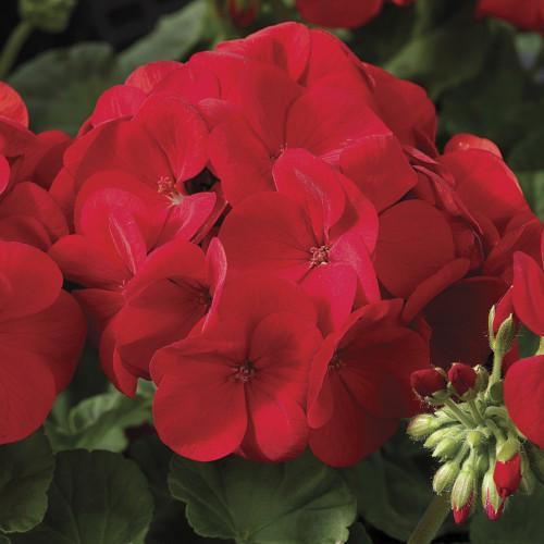 Семена цветов Syngenta Пеларгония садовая Maverick Scarlet 5 шт. (BN01641-4)