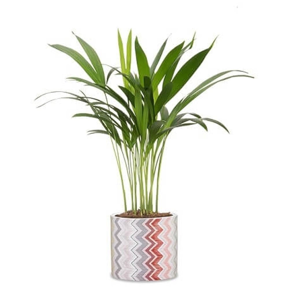 Кашпо Scheurich Inspiration 12 см Кремовый (63430) - фото 2