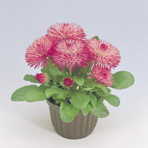 Семена цветов Benary Маргаритка Rogli Rose 1000 шт. (BN02964-2)