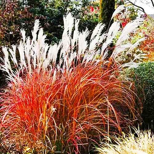 Мискантус Dronning Ingrid (18497)