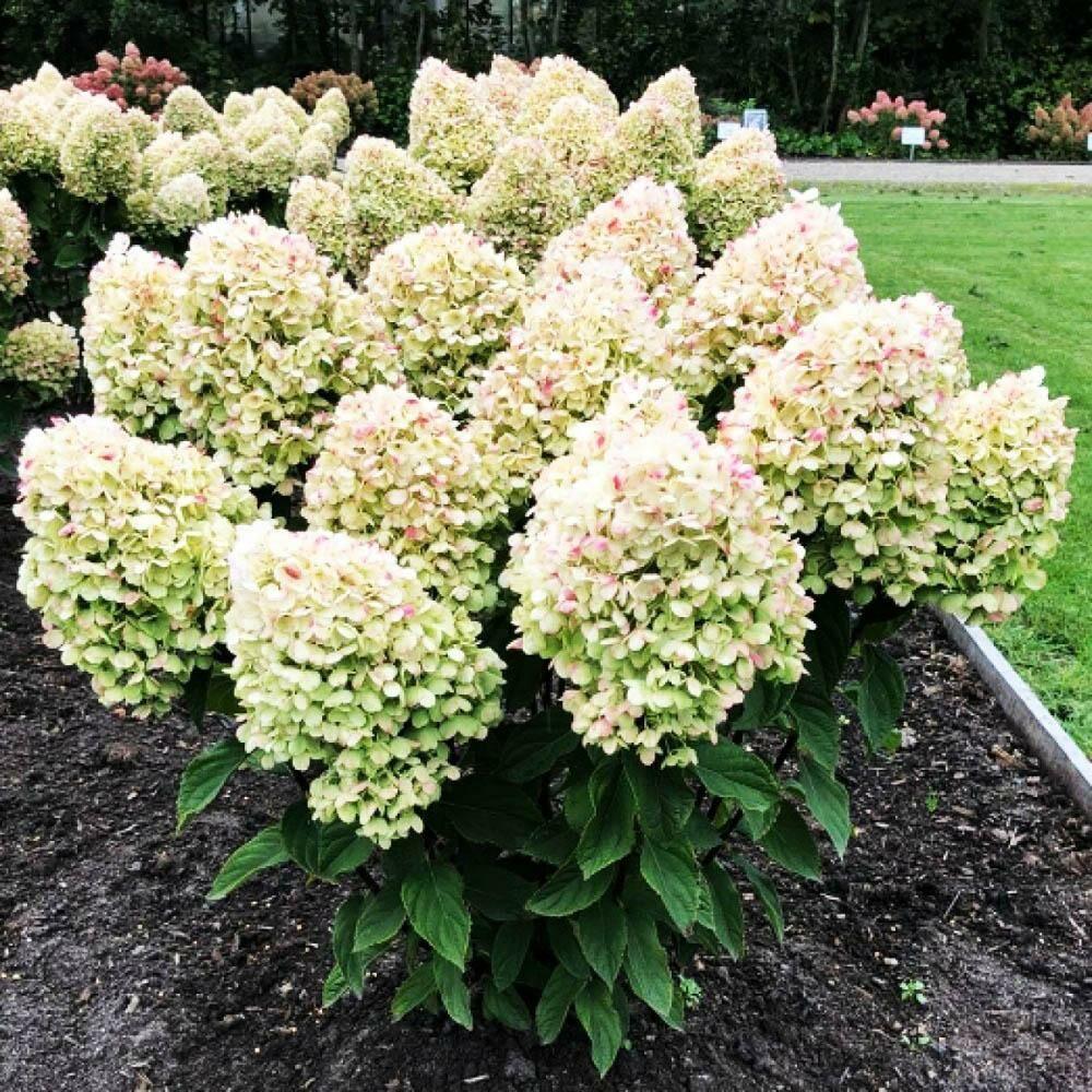 Саджанець гортензії волотистої Hydrangea paniculata Summer Snow Р9 (1727761061) - фото 2