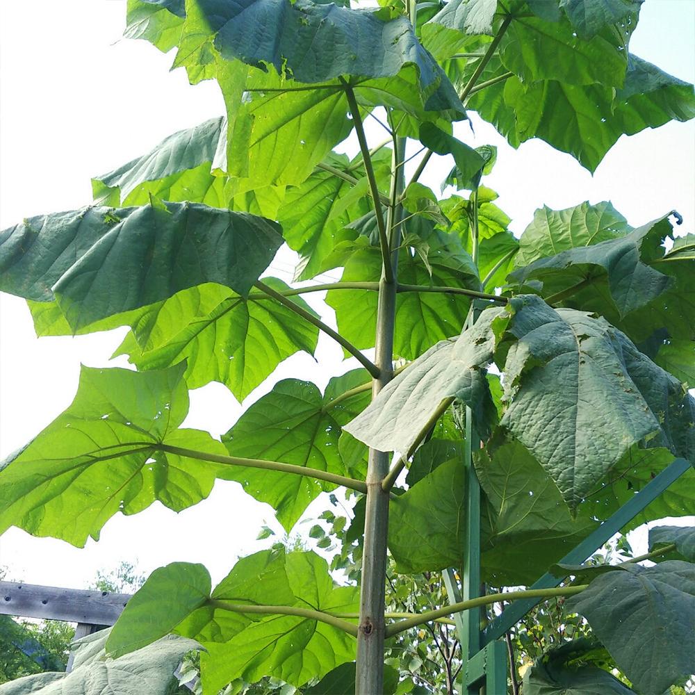 Саженец павловнии Clone In Vitro 112 (14965172) - фото 1