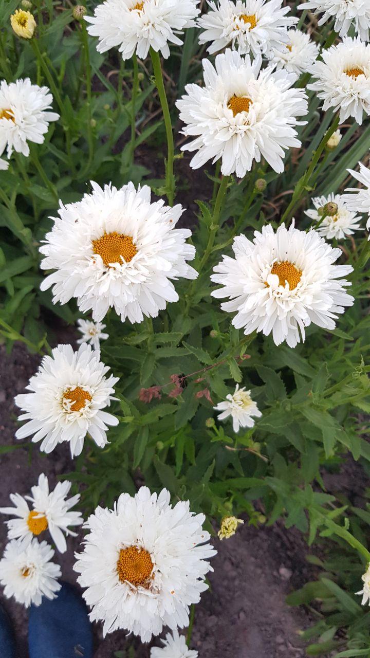 Ромашка многолетняя Crazy Daisy маточный куст (2604413671)