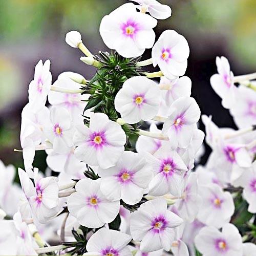 Флокс Florium Omega (18156) Флокс Florium Omega (18156)