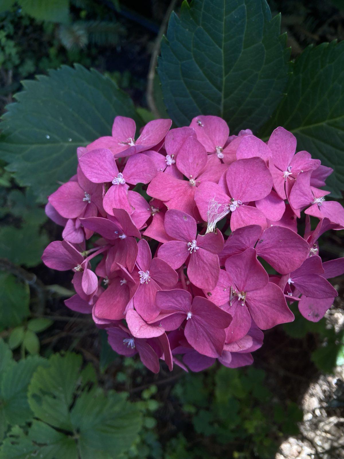 Саженец Укорененный черенки крупнолистной гортензии П9 (29175357)