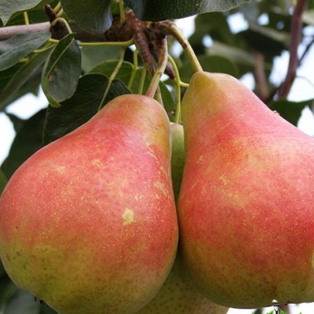 Саженец груши Свадебная 2 летний (14965867)