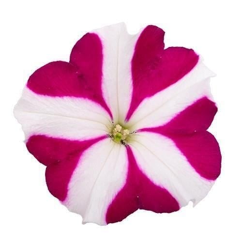 Семена цветов Петуния ампельная SUCCESS! TR Magenta Star Benary 500 шт. (BN13196)