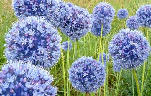 Цибуля декоративна Caeruleum 5 шт. - фото 2