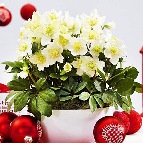 Морозник Florium Niger (3054) - фото 2