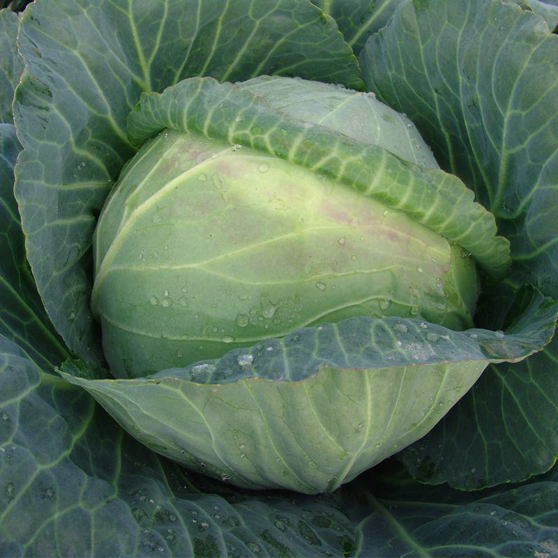 Семена капусты белокочанная Moravoseed Мидор F1 100 шт. (13850)