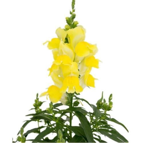 Семена цветов Львиный зев Candy Top Yellow Sakata 250 шт. (BN09110 2)