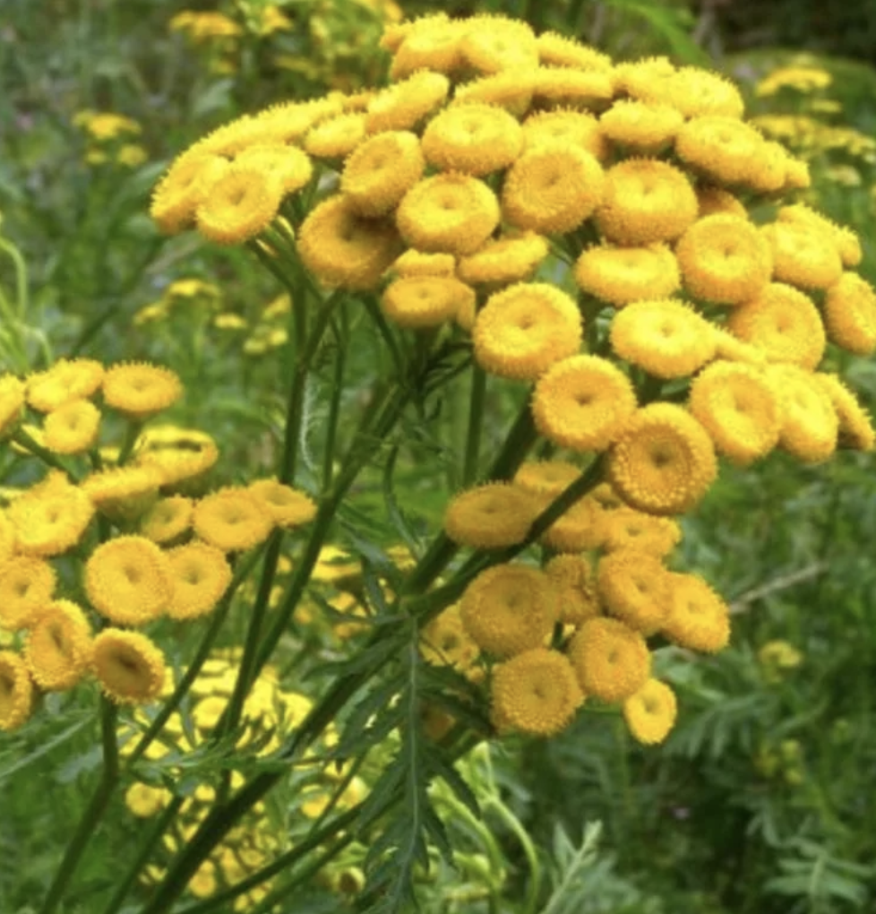 Піжма насіння відтворюване селянське SemiWild 600 шт. (40_142)