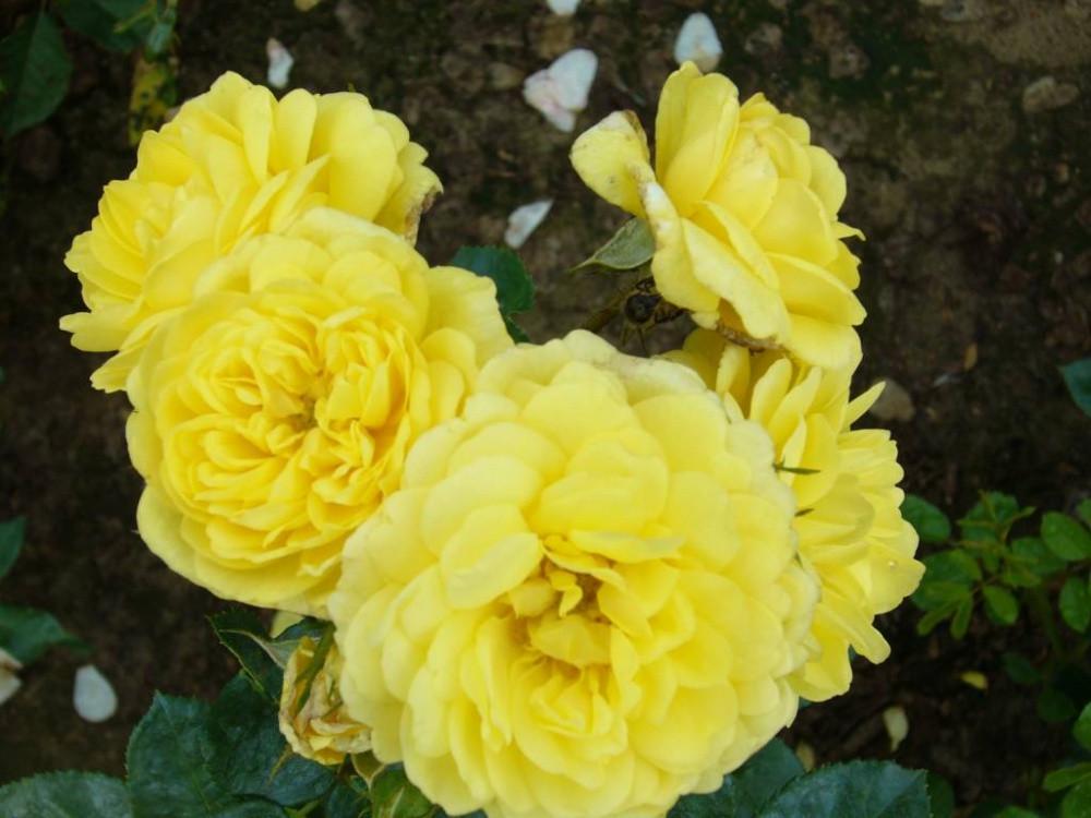 Троянда Anny Duperey Шраб в контейнері (2558767260) - фото 2 Троянда Anny Duperey Шраб в контейнері (2558767260) - фото 2