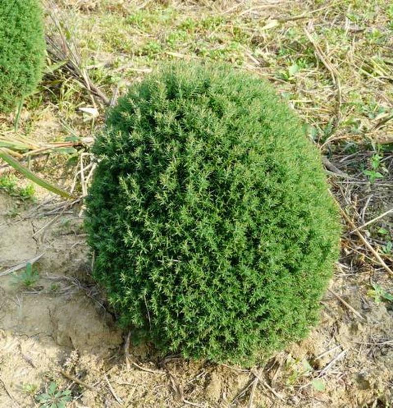 Туя западная Тедди С3 (2669487061)