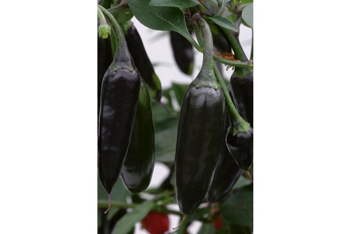 Семена Перец острый Чензо 0,25 г 50 шт. черный - фото 5