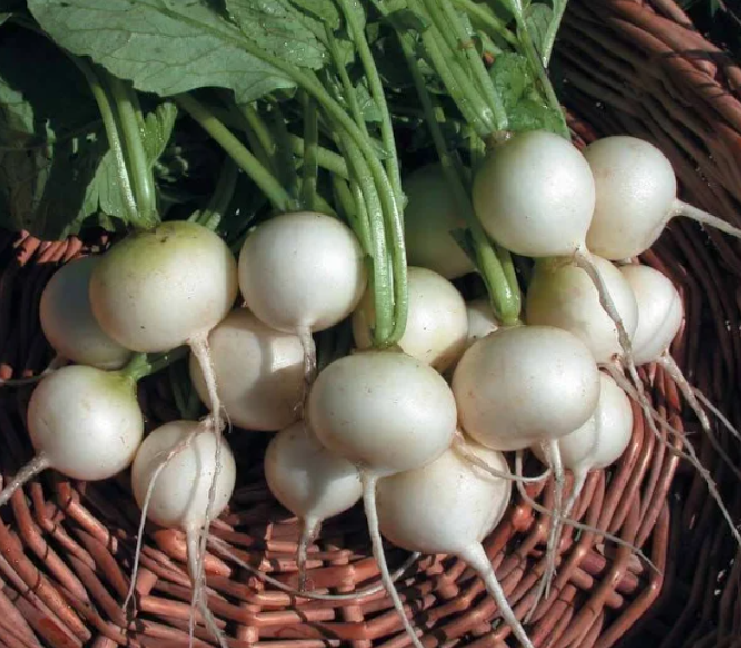 Семена Редис Сударушка ТМ Агроном ТД Гекса-Украина 01-23-033 5 г (IR02140)