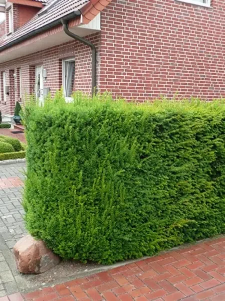 Саженцы тис средний Hillii в горшке 2 л - фото 3 Саженцы тис средний Hillii в горшке 2 л - фото 3