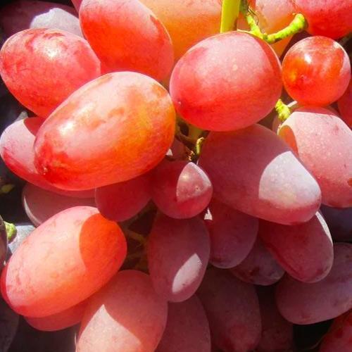 Сажанец Виноград Гелиос ранний срок созревания не повреждается осами (25521)