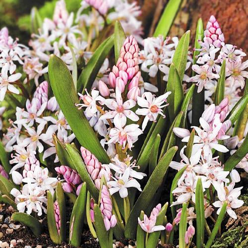 Пролеска Florium Rosea (5634)