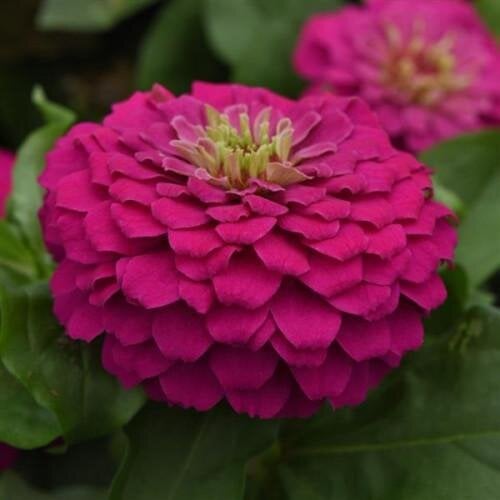 Семена цветов PanAmerican Циния Zesty F1 45-60 см Ø 8-13 см 25 шт. Fuchsia (BN10109-3)