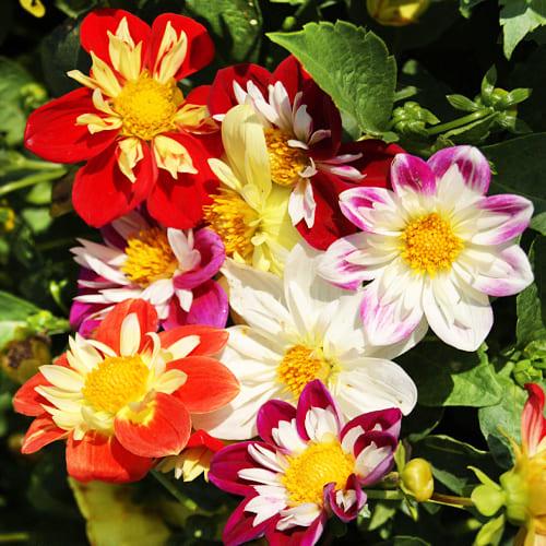 Насіння Жоржина Florium Коларетта Денді (17494) Насіння Жоржина Florium Коларетта Денді (17494)