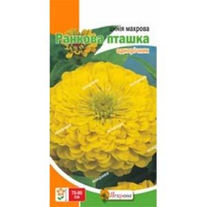 Цінія Florium Махрова Ранкова птиця (12641) - фото 4