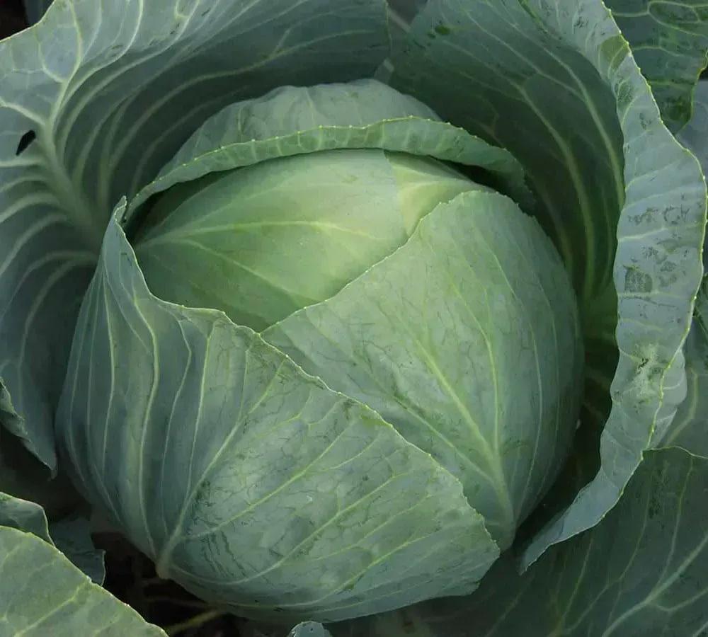 Розсада пізньої капусти Агрессор F1 в стакані (2905230874)