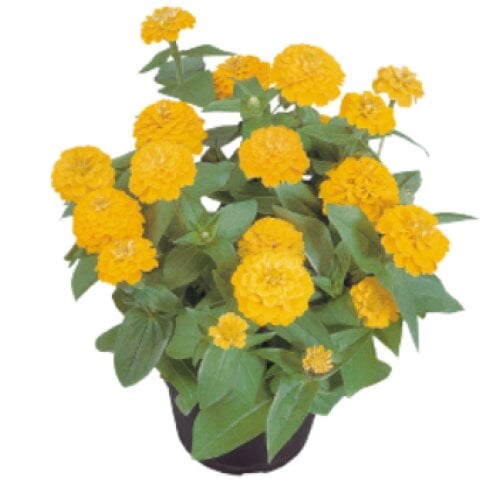 Семена цветов Benary Циния изящная Zinnita 500 шт. Yellow (BN02849-2)