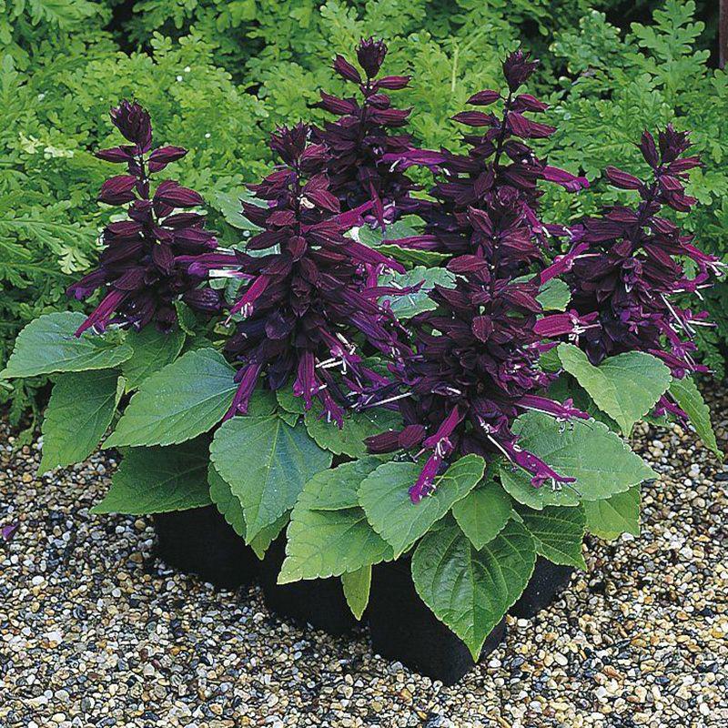 Семена цветов Syngenta Сальвия блестящая Salsa Purple 50 шт. (BN02430-3)