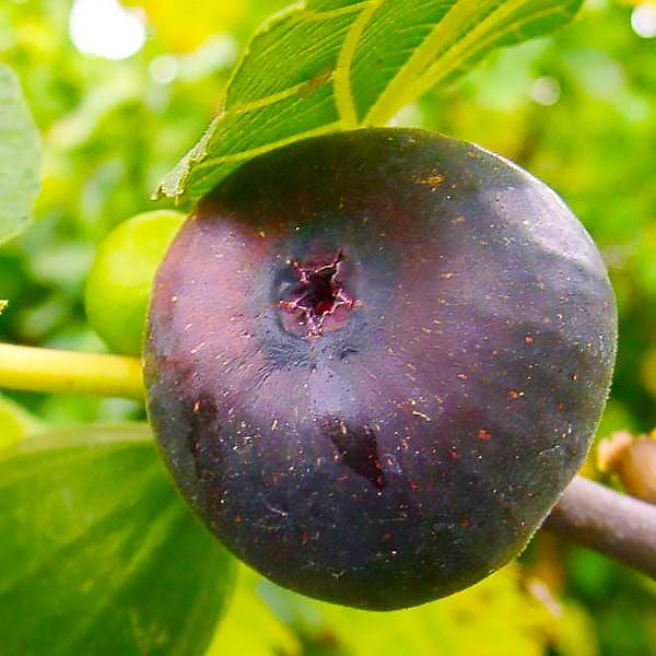 Саджанець інжиру Crimean Mouason самоплідний ремонтантний (610710834)