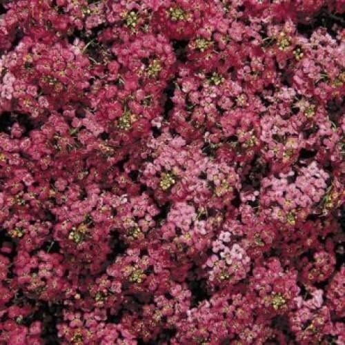 Насіння квітів Алісум морський Wonderland Deep Rose Benary 2500 шт. (BN01479-2)