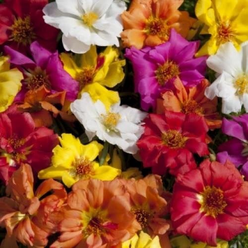 Насіння квітів Портулак великоквітковий Sun Daze mix floranova 250 шт. (BN12145-3)