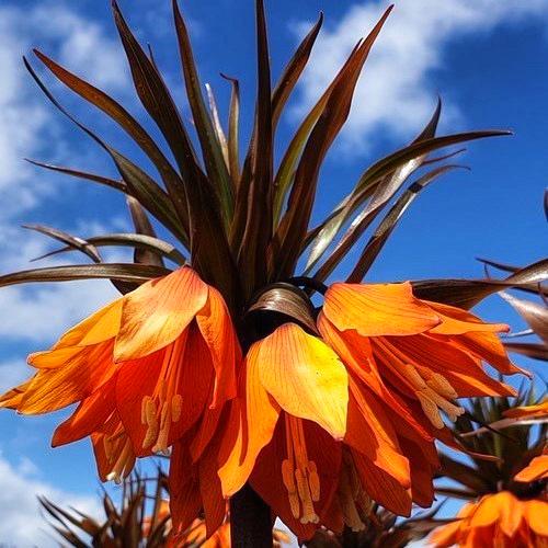 Фритилярия Dobrodar Crown Inodora Sunset 1 шт. (38292635)