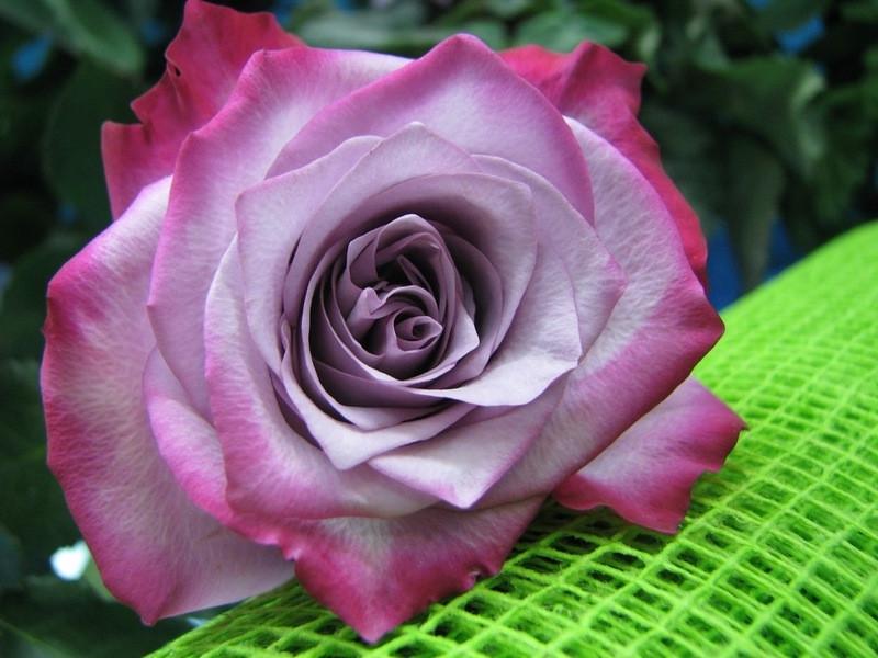 Роза Deep Purple Чайно-гибридная в контейнере (2669460479) - фото 5 Роза Deep Purple Чайно-гибридная в контейнере (2669460479) - фото 5