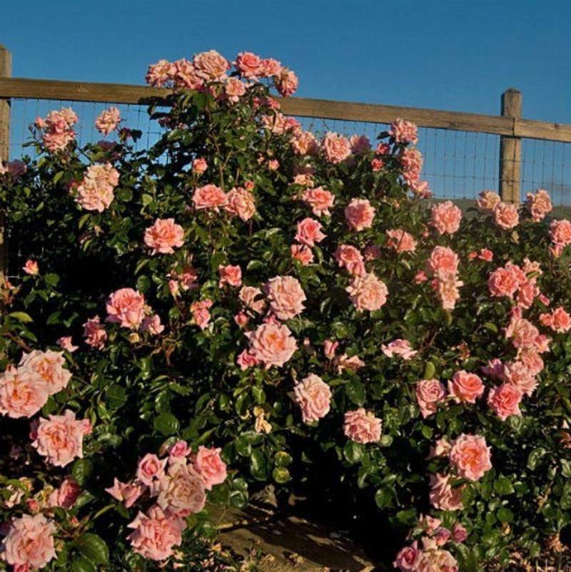 Роза Velet Compassion Плетистая в контейнере (2558773451)