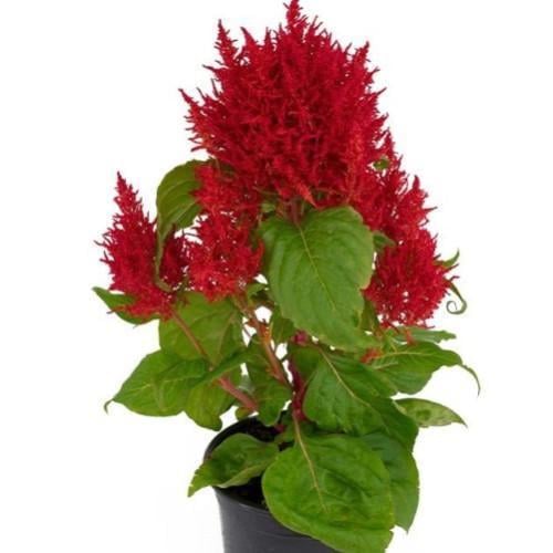 Семена цветов Sakata Целозия перистая Flamma Red 250 шт. (BN12467-2)