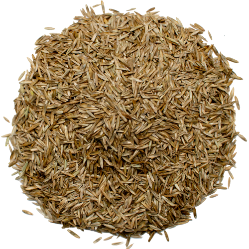 Газонная трава Райграс литовский сорт Касеро1 кг (24131700) - фото 3