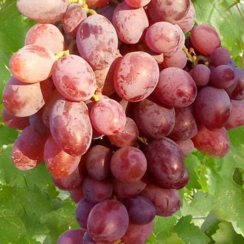 Сажанец Виноград Аристократ ранний сочный крупный сорт (25524)