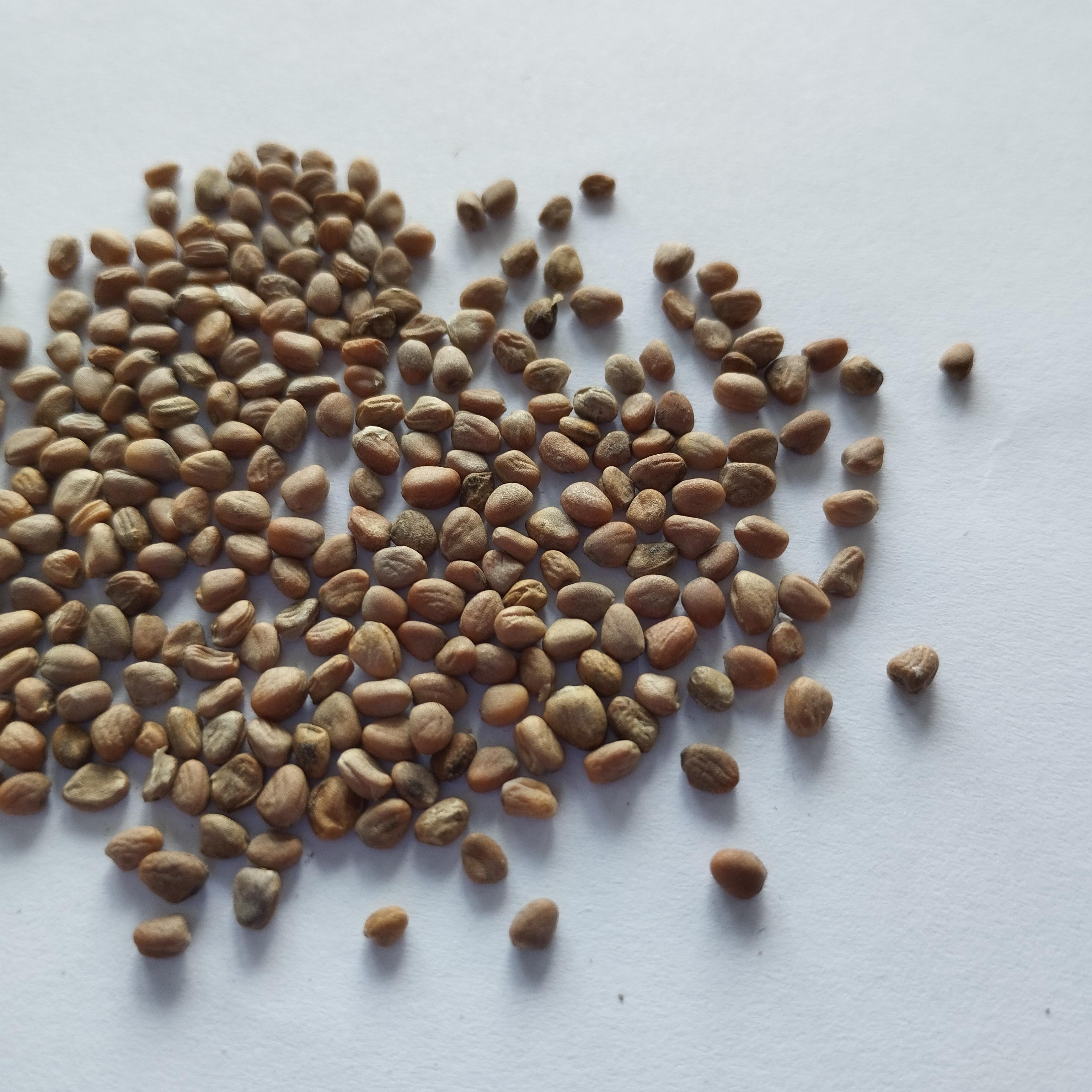 Семена Дайкон Клык слона 3 г 250 шт. белый среднеспелый (RS-00913) - фото 2 Семена Дайкон Клык слона 3 г 250 шт. белый среднеспелый (RS-00913) - фото 2