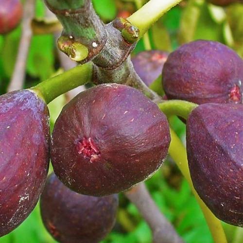 Саджанець LMTD Інжир 3-х річний щеплений Carica 90-110 см (186364)