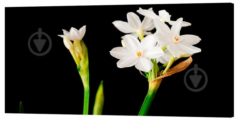 Картина на холсте Декор Карпаты Цветы 50х100 см (c690)